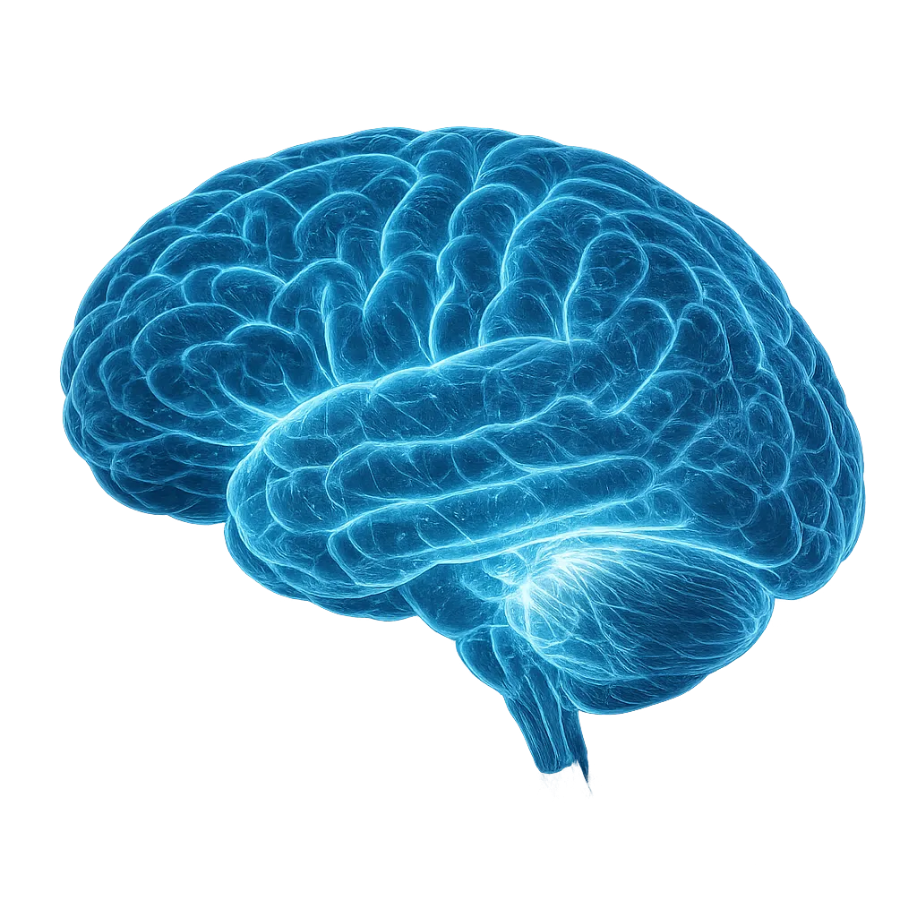 brain